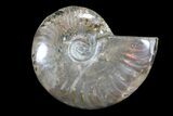 Lot: kg Iridescent, Red Flash Ammonites (-) - Pieces #82479-3